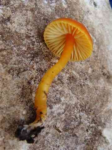 Bitter waxcap (Hygrocybe mucronella) thumbnail 1