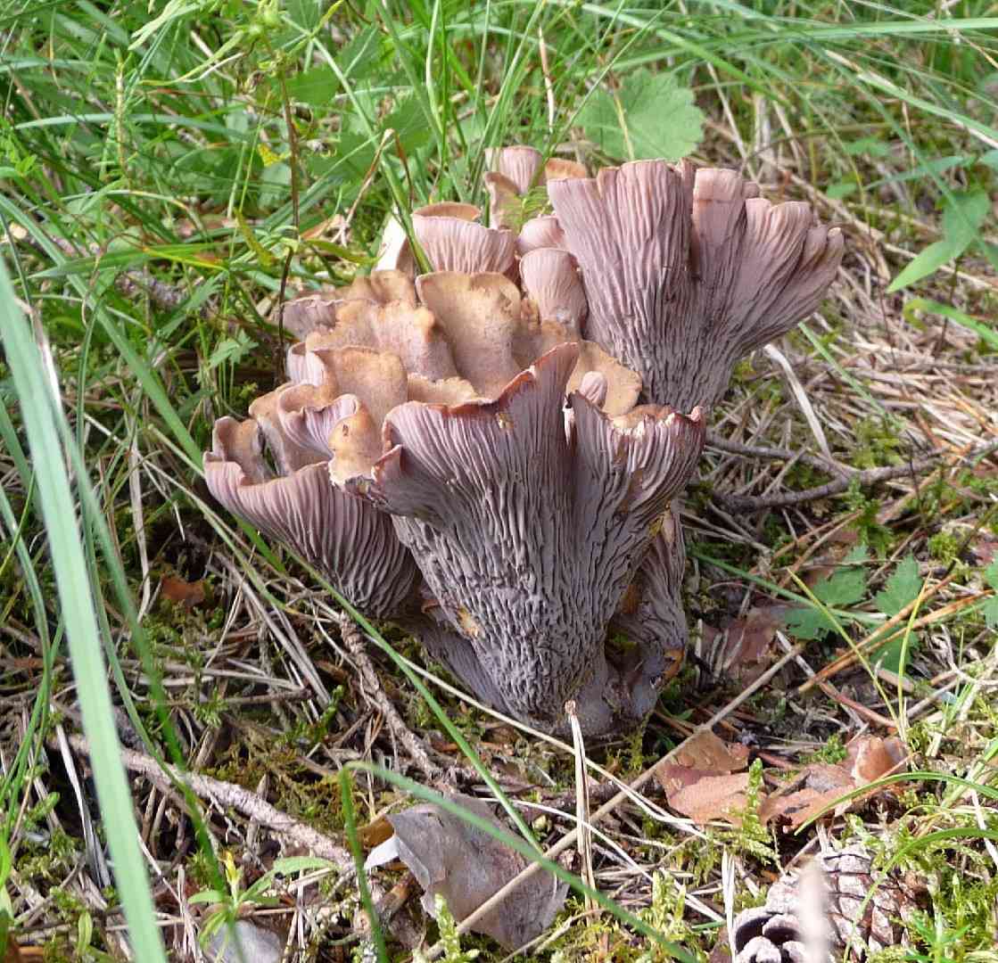 Pig's ears (Gomphus clavatus) thumbnail 1