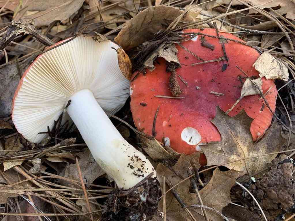 Creamy russula