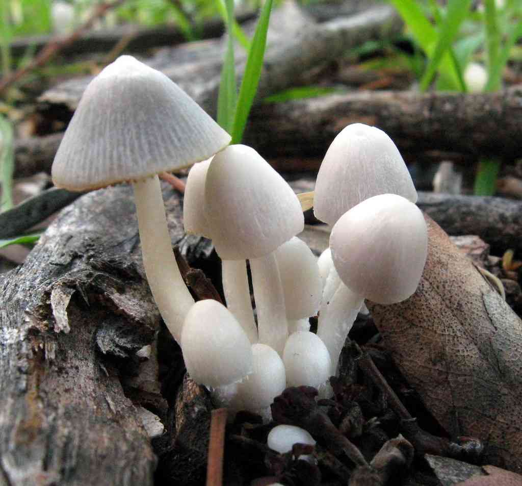Coprinopsis marcescibilis (Coprinopsis marcescibilis) thumbnail 2
