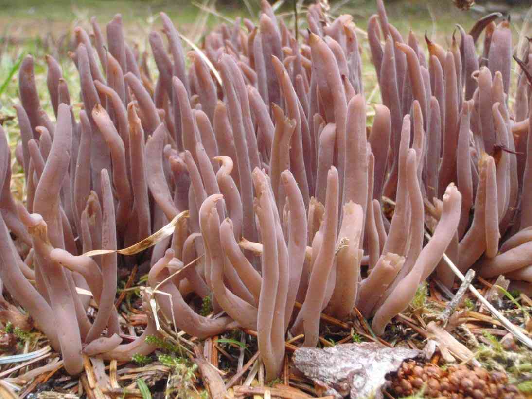 Purple coral (Alloclavaria purpurea) thumbnail 3