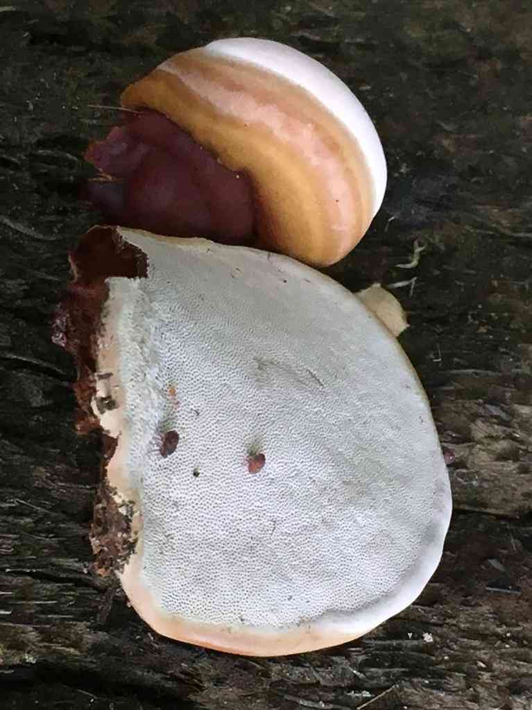 Ganoderma butt rot (Ganoderma zonatum) thumbnail 1