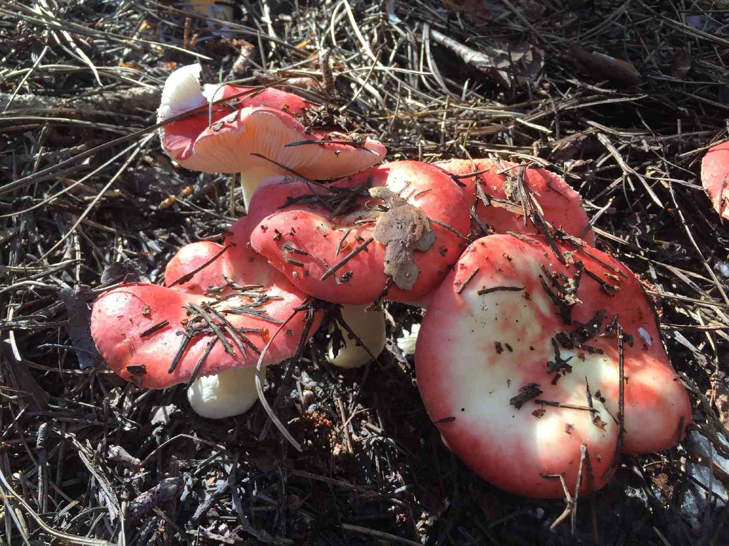 Creamy russula (Russula cremoricolor) thumbnail 3
