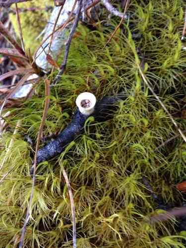 Jellied bird's nest fungus (Nidula niveotomentosa) thumbnail 3
