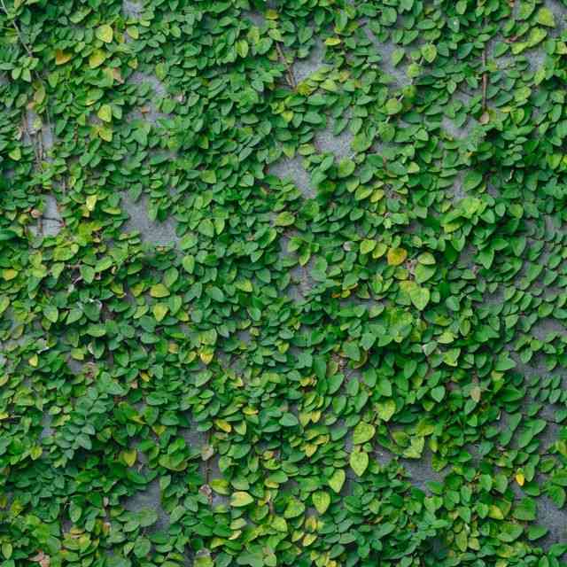 Creeping fig