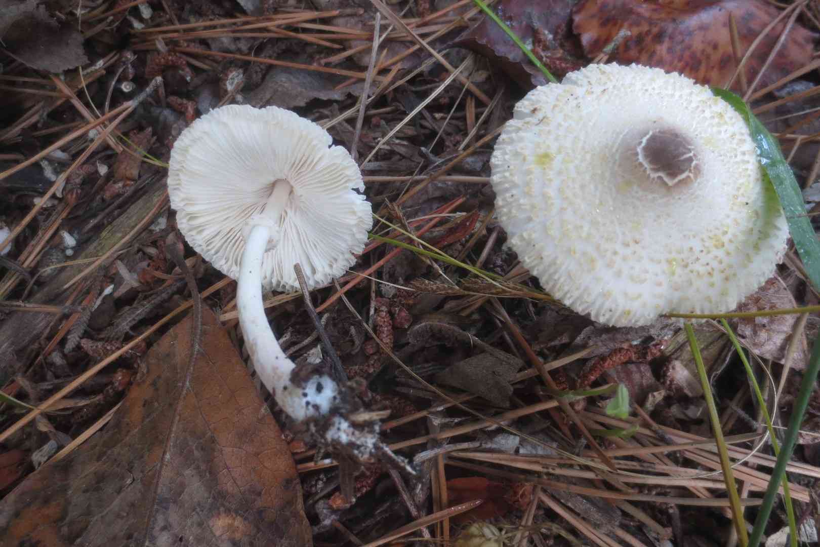Skullcap dapperling