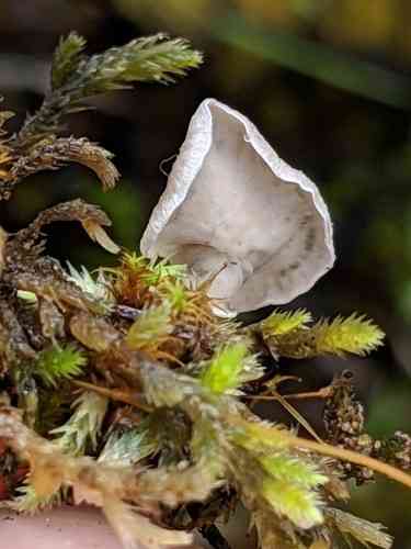 Small moss oysterling (Arrhenia retiruga) thumbnail 2