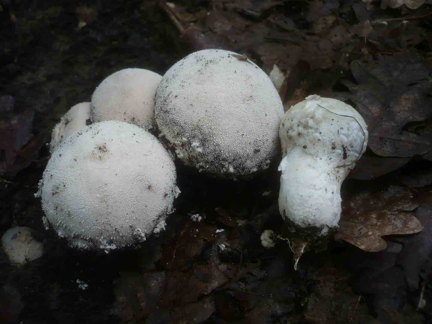 Flaky puffball (Lycoperdon mammiforme) thumbnail 2