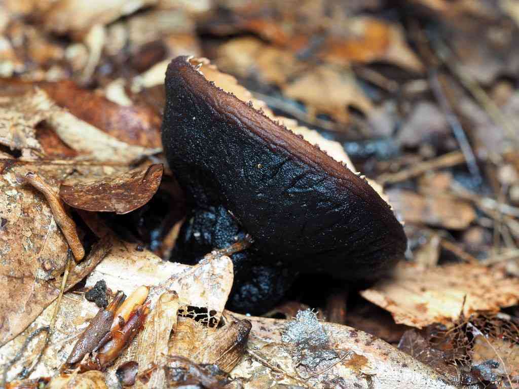 Rufous rubber cup (Galiella rufa) thumbnail 2