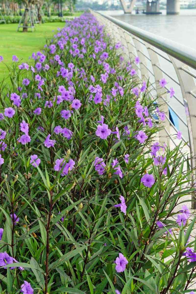 Mexican petunia