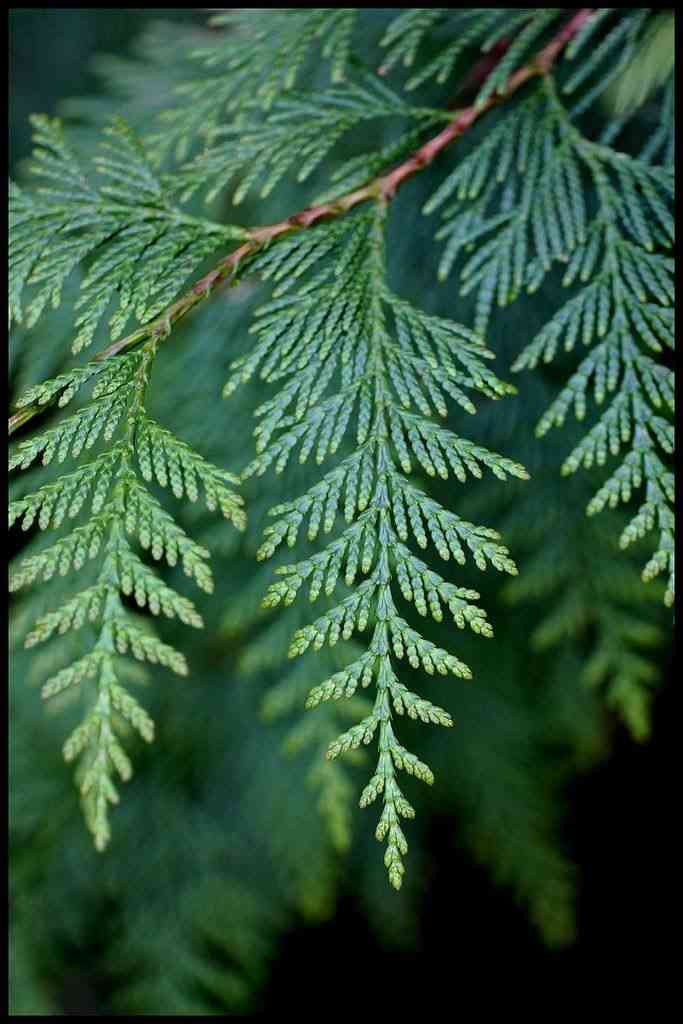 Arborvitae
