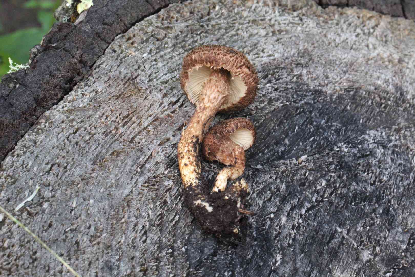 Scaly fibrecap (Inocybe hystrix) thumbnail 2