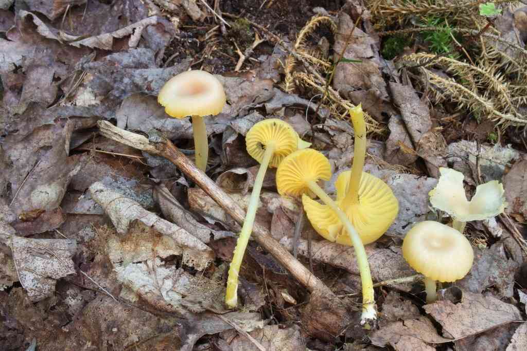 Shining waxcap (Gloioxanthomyces nitidus) thumbnail 2