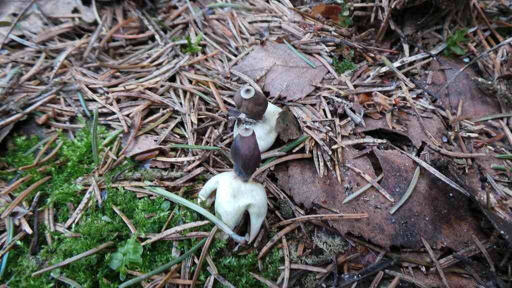 Rayed earthstar (Geastrum quadrifidum) thumbnail 3