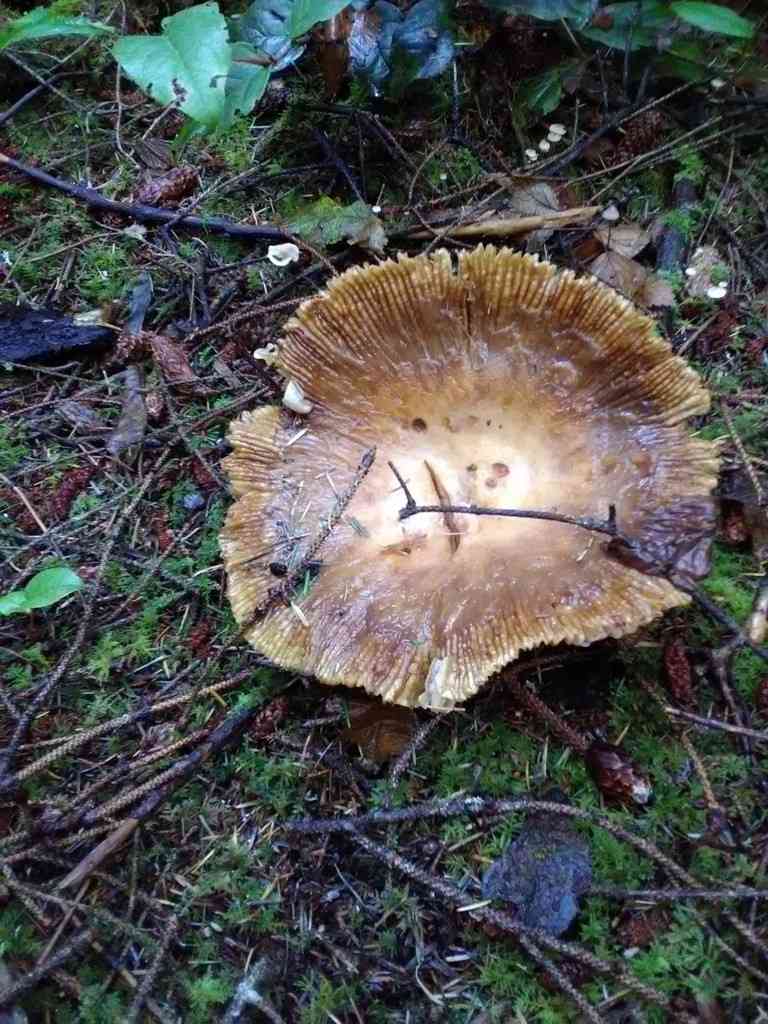 Russula fragrantissima (Russula fragrantissima) thumbnail 2