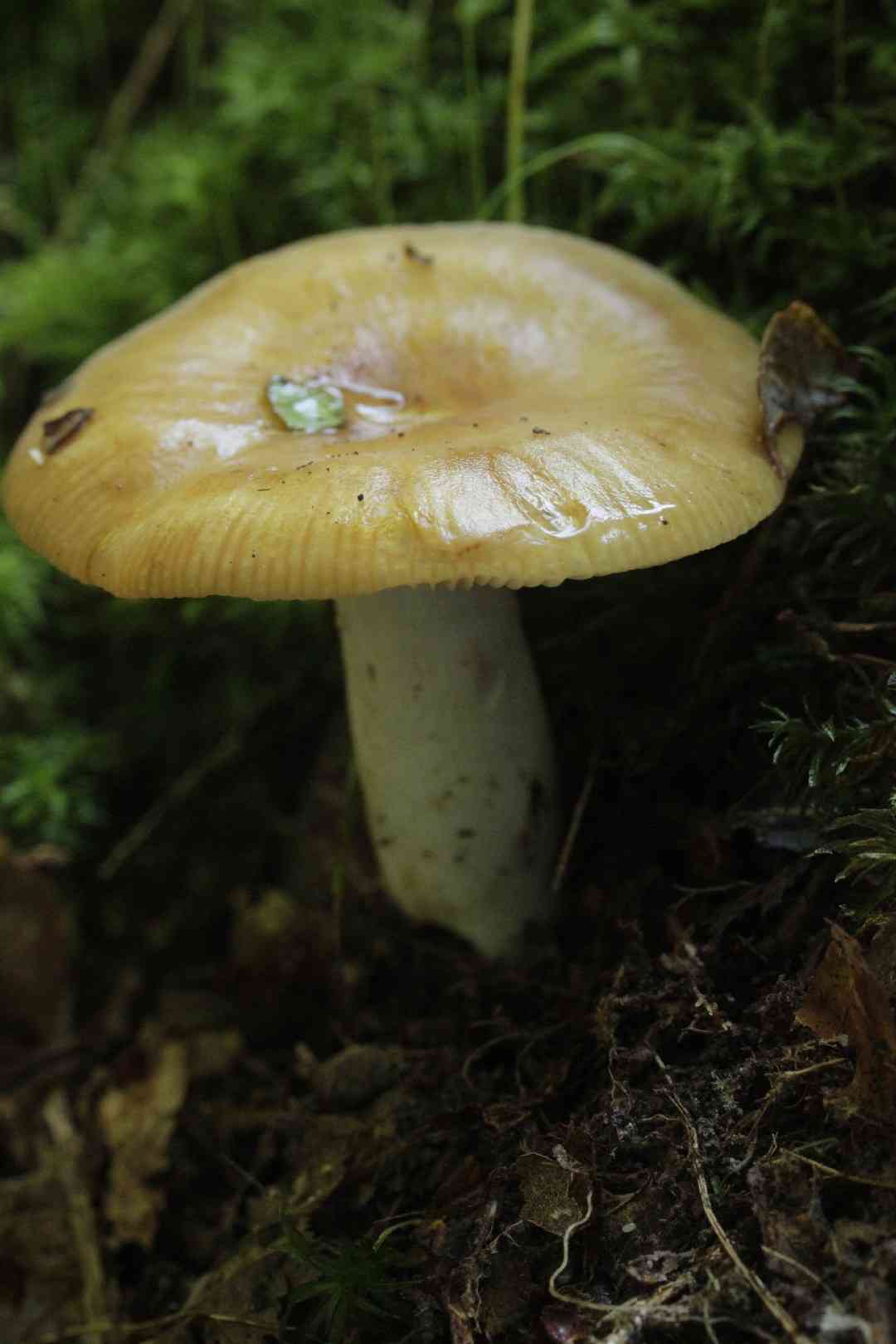 Bitter almond brittlegill (Russula grata) thumbnail 2