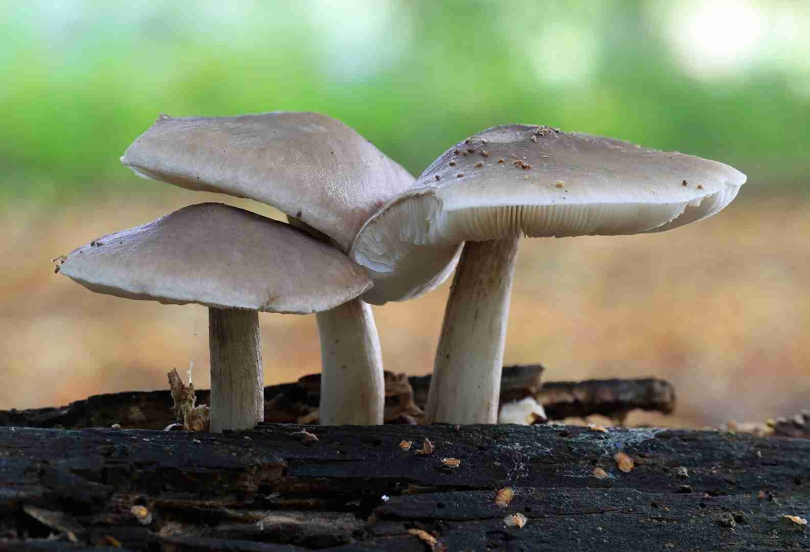 Deer mushroom (Pluteus cervinus)
