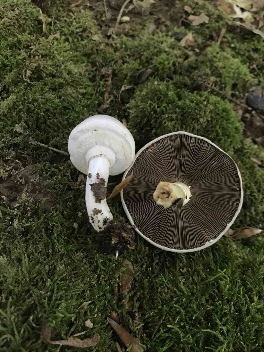Inky mushroom (Agaricus placomyces) thumbnail 3