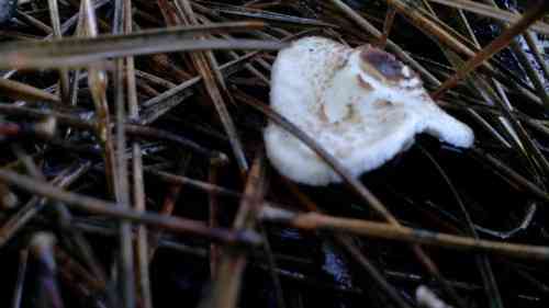 Stinking dapperling (Lepiota cristata) thumbnail 2