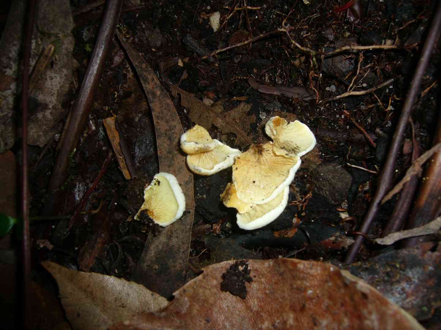 Oyster rollrim (Tapinella panuoides) thumbnail 2