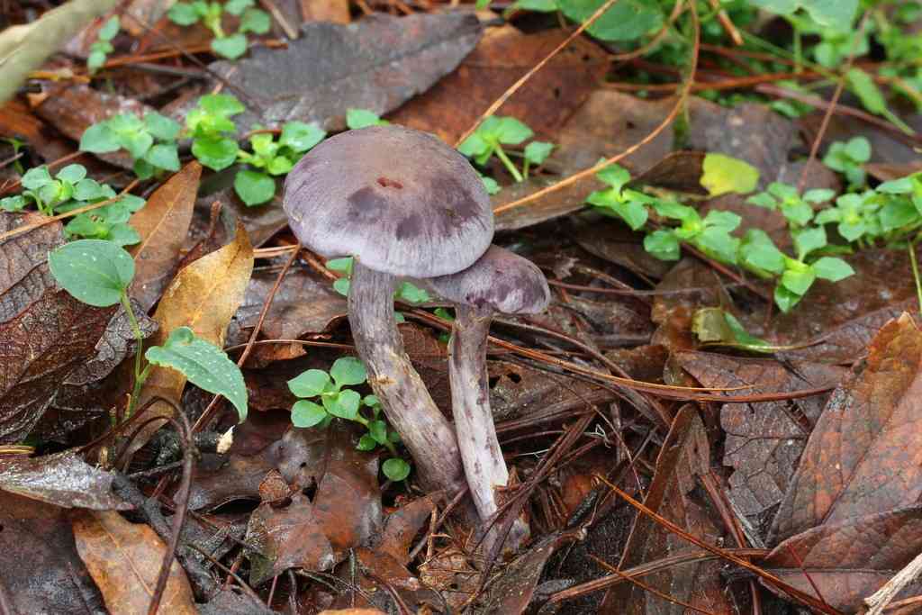 Variable webcap (Cortinarius anomalus) thumbnail 3