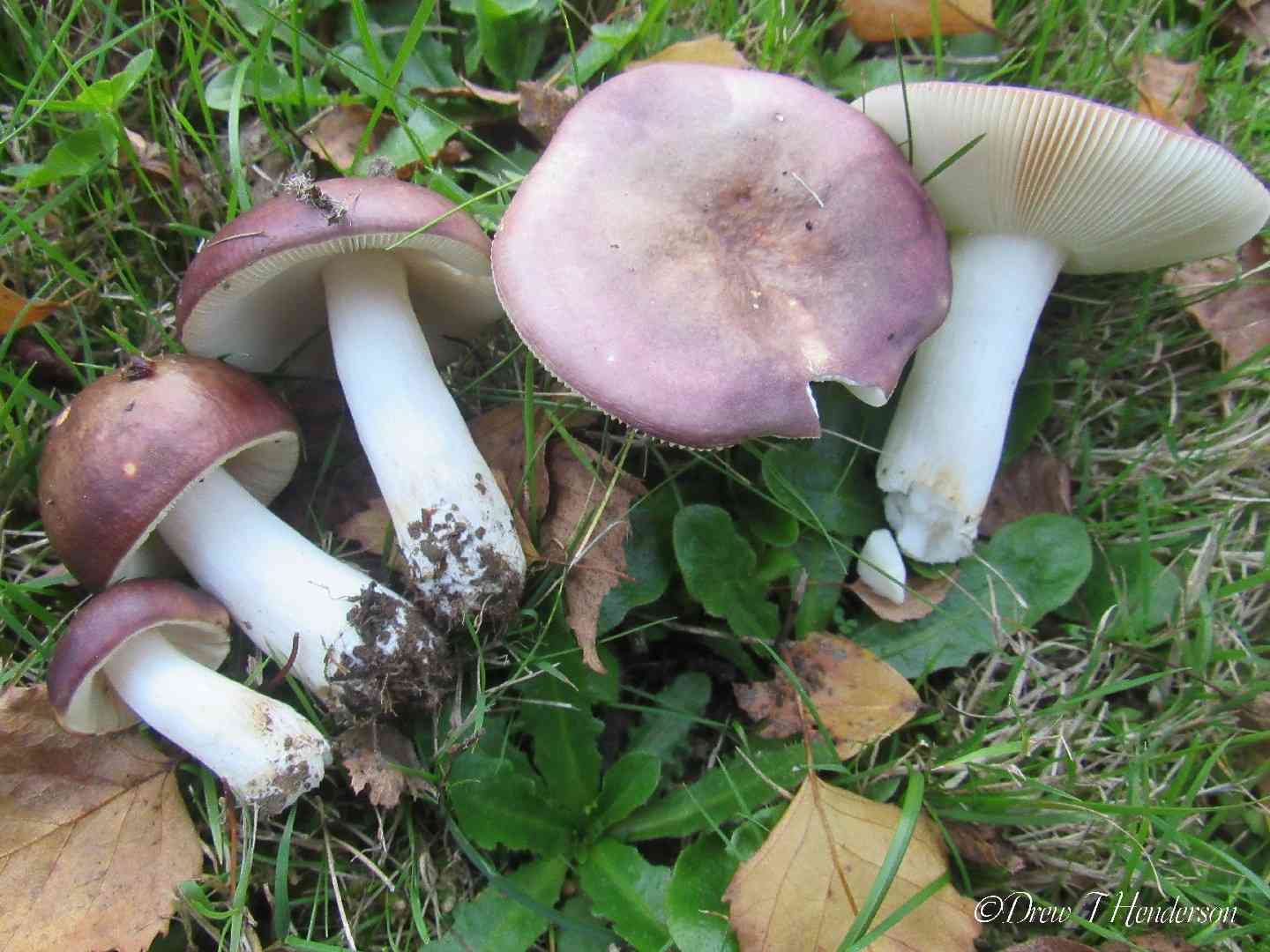 Viscid brittlegill (Russula viscida) thumbnail 1