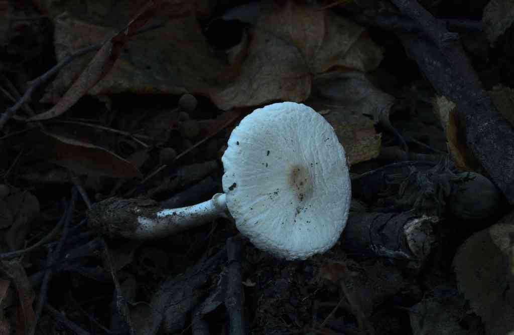 Leucoagaricus sericifer (Leucoagaricus sericifer) thumbnail 3