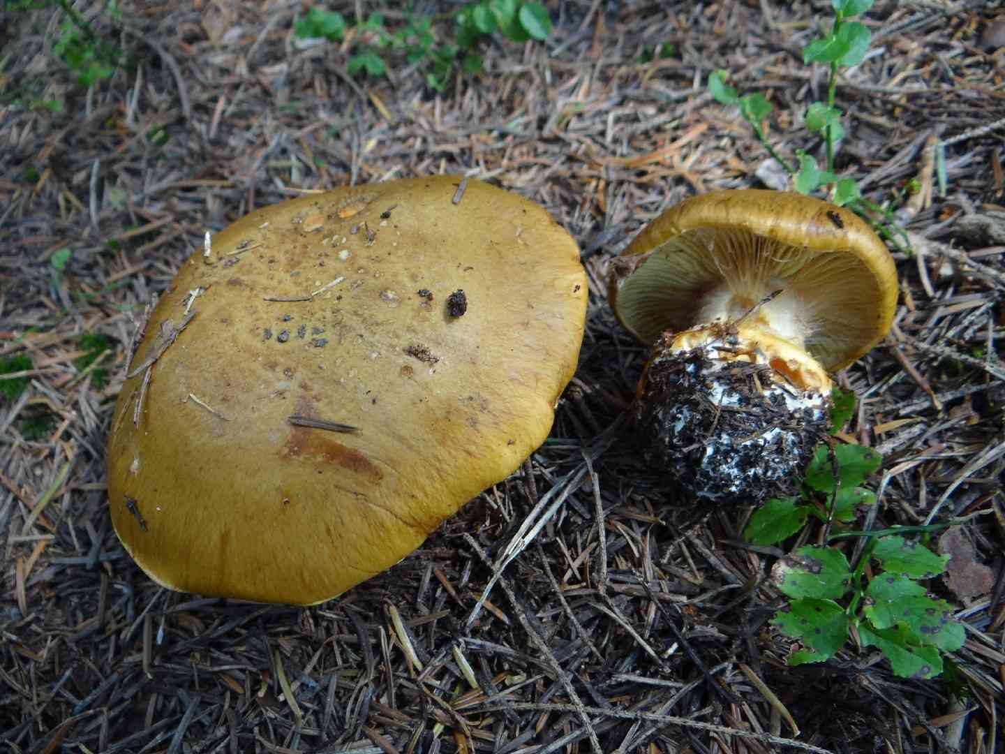 Cortinarius elegantior (Cortinarius elegantior) thumbnail 1