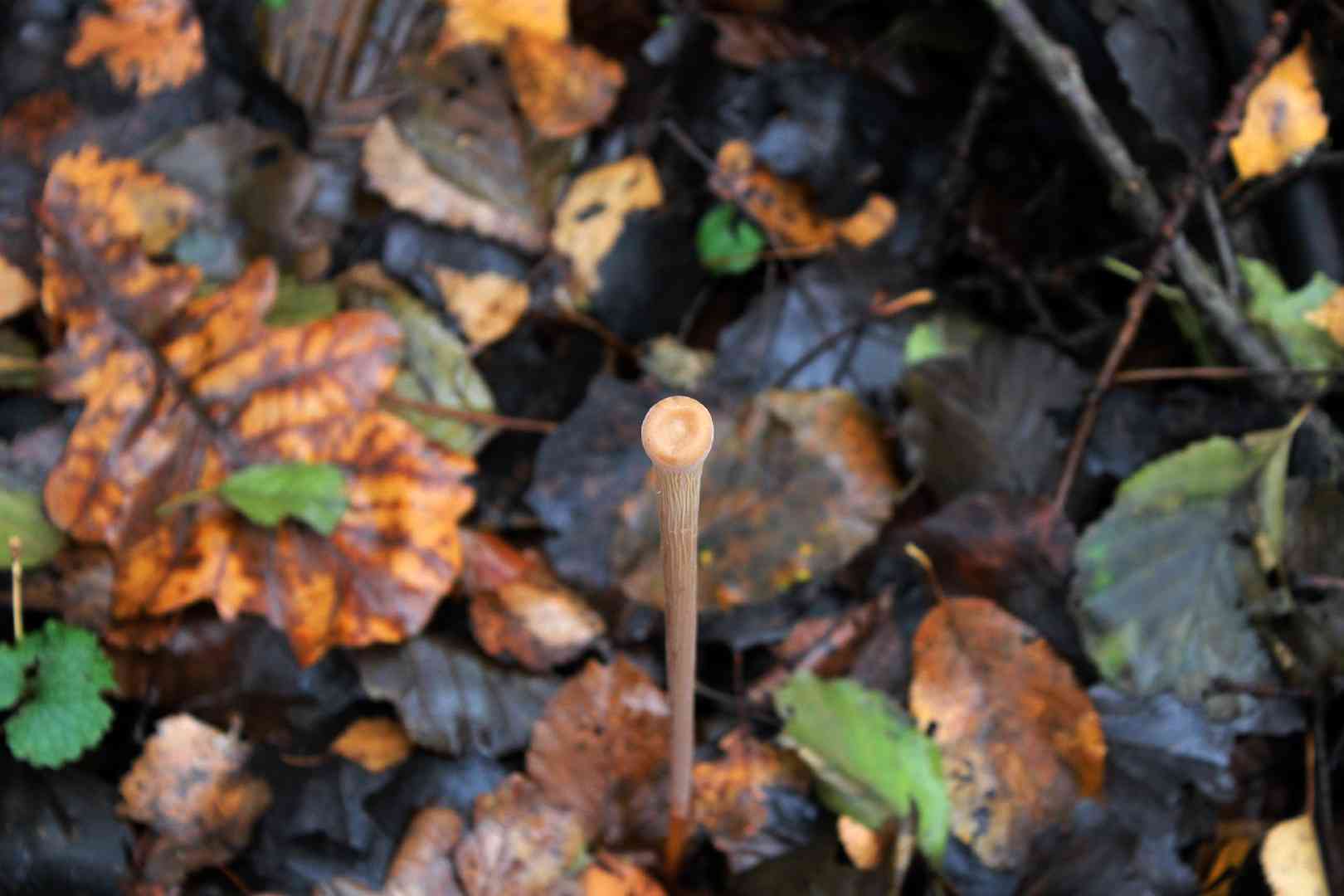 Pipe club (Typhula fistulosa) thumbnail 3
