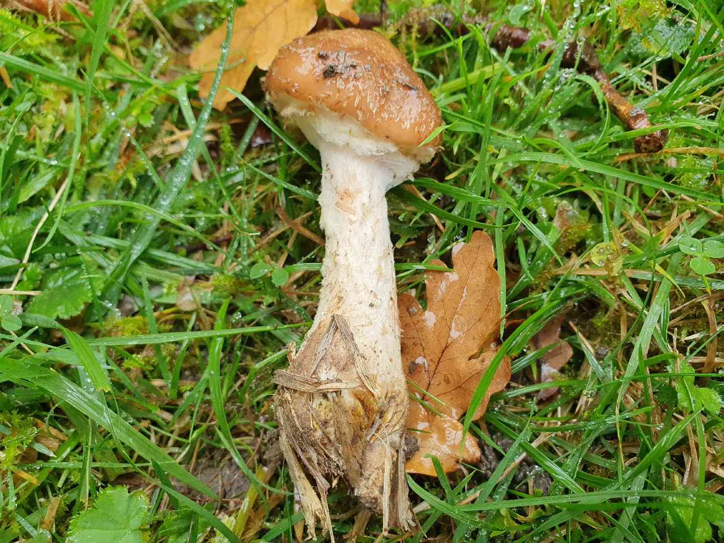 Bulbous honey fungus (Armillaria gallica) thumbnail 3