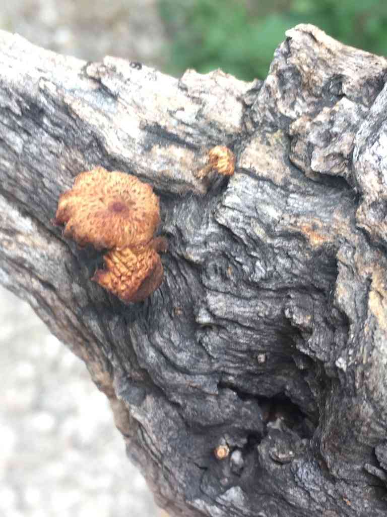 Sulcate sunhead (Heliocybe sulcata) thumbnail 2