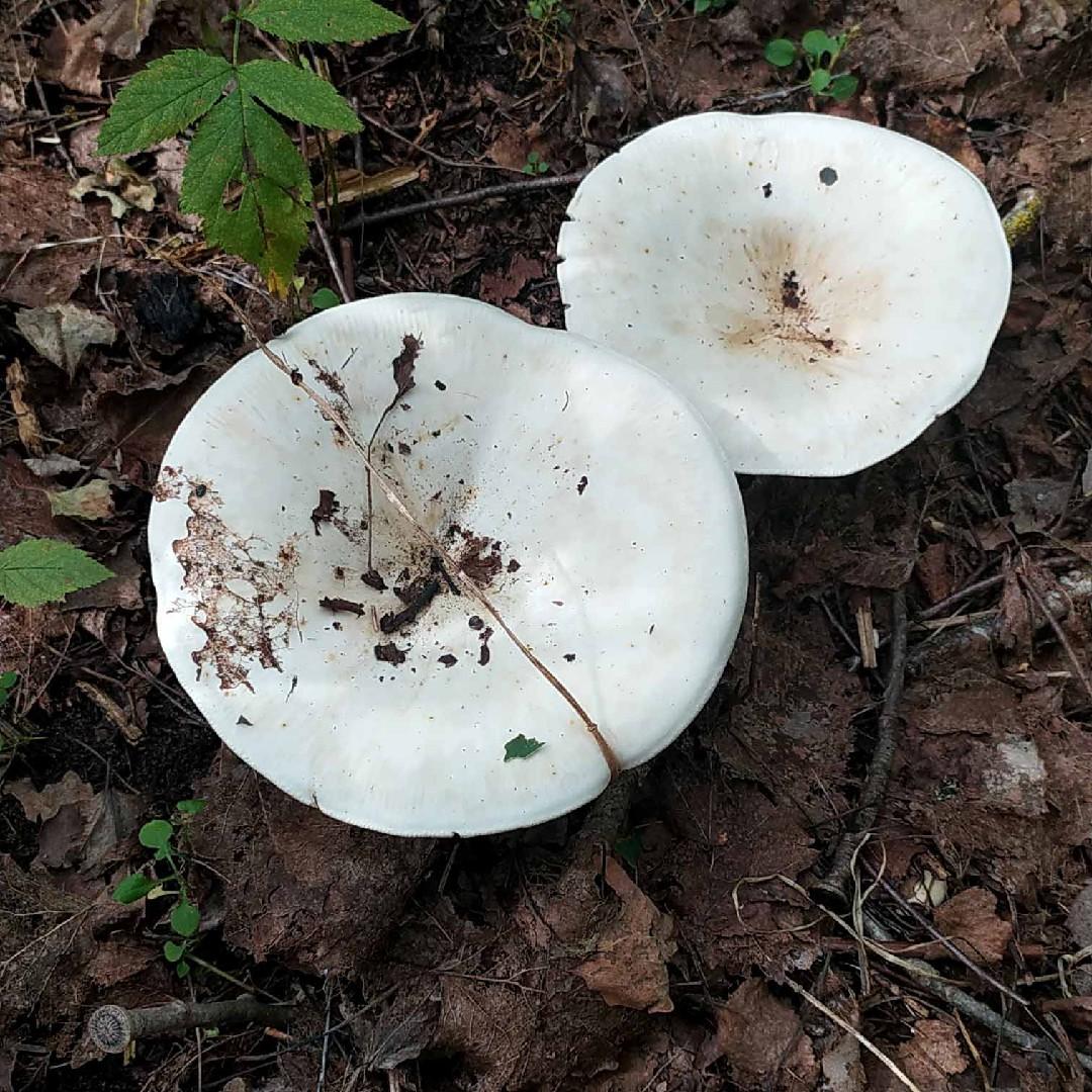 Giant leucopax