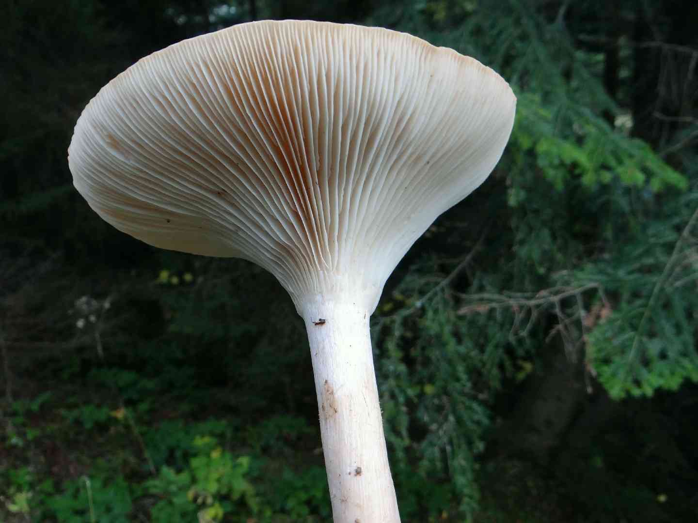 Common funnel (Clitocybe gibba) thumbnail 2