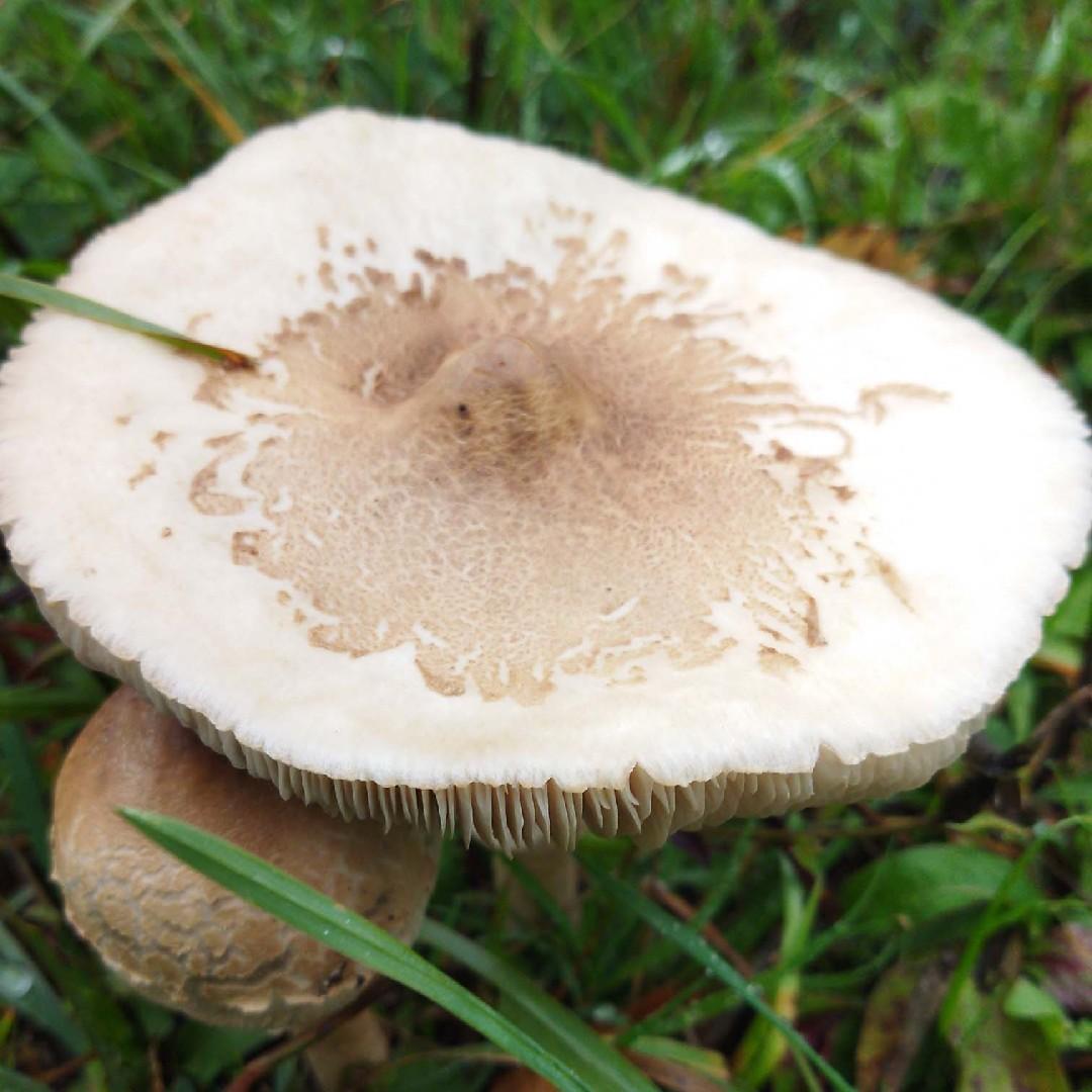 Slender parasol