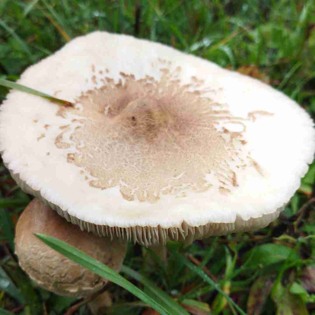 Slender parasol (Macrolepiota mastoidea)