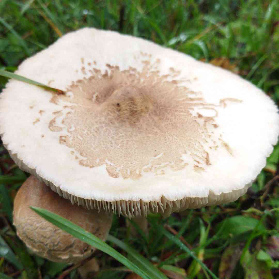 Slender parasol (Macrolepiota mastoidea) thumbnail 1