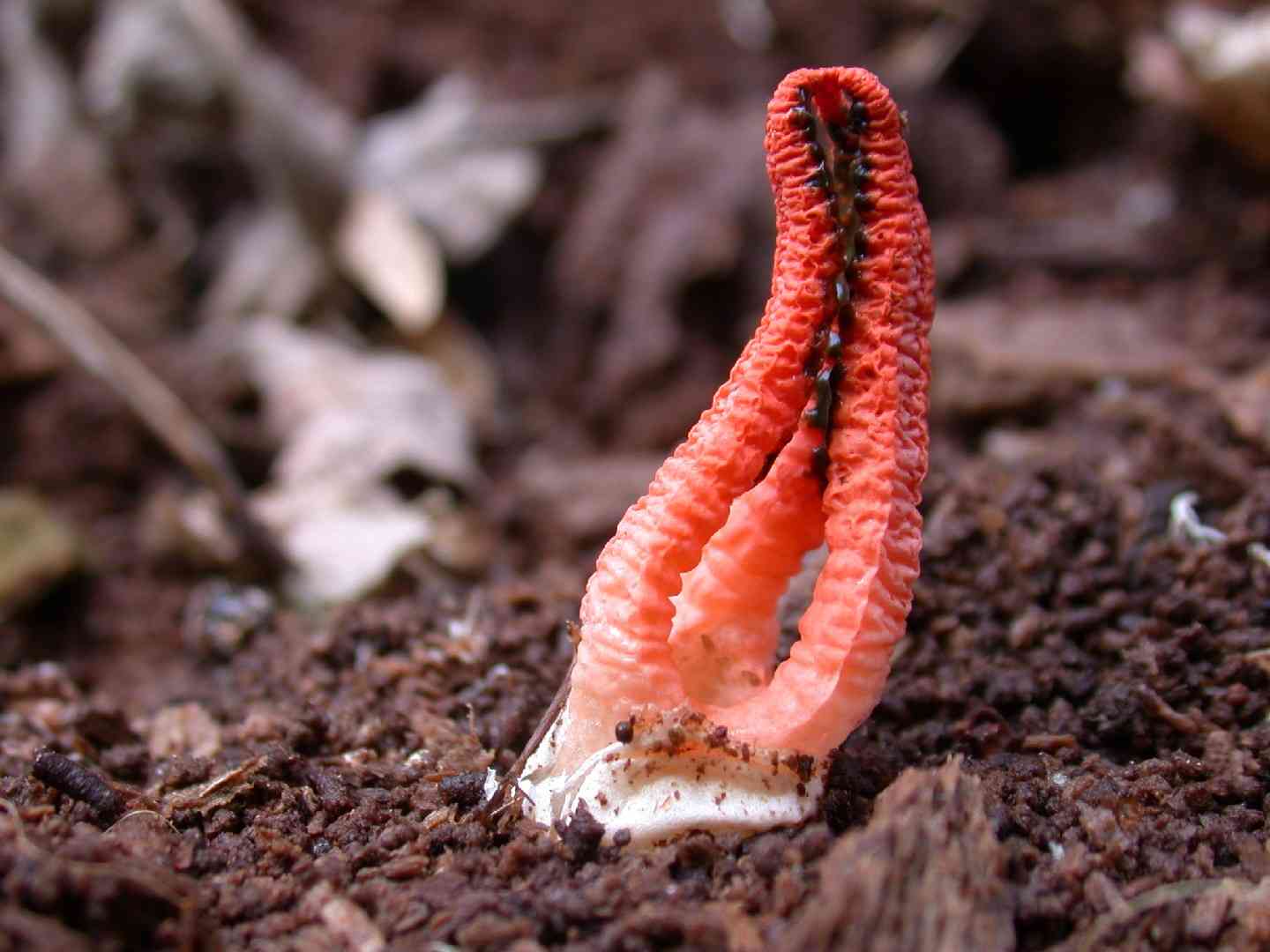 Stinky squid (Pseudocolus fusiformis) thumbnail 1
