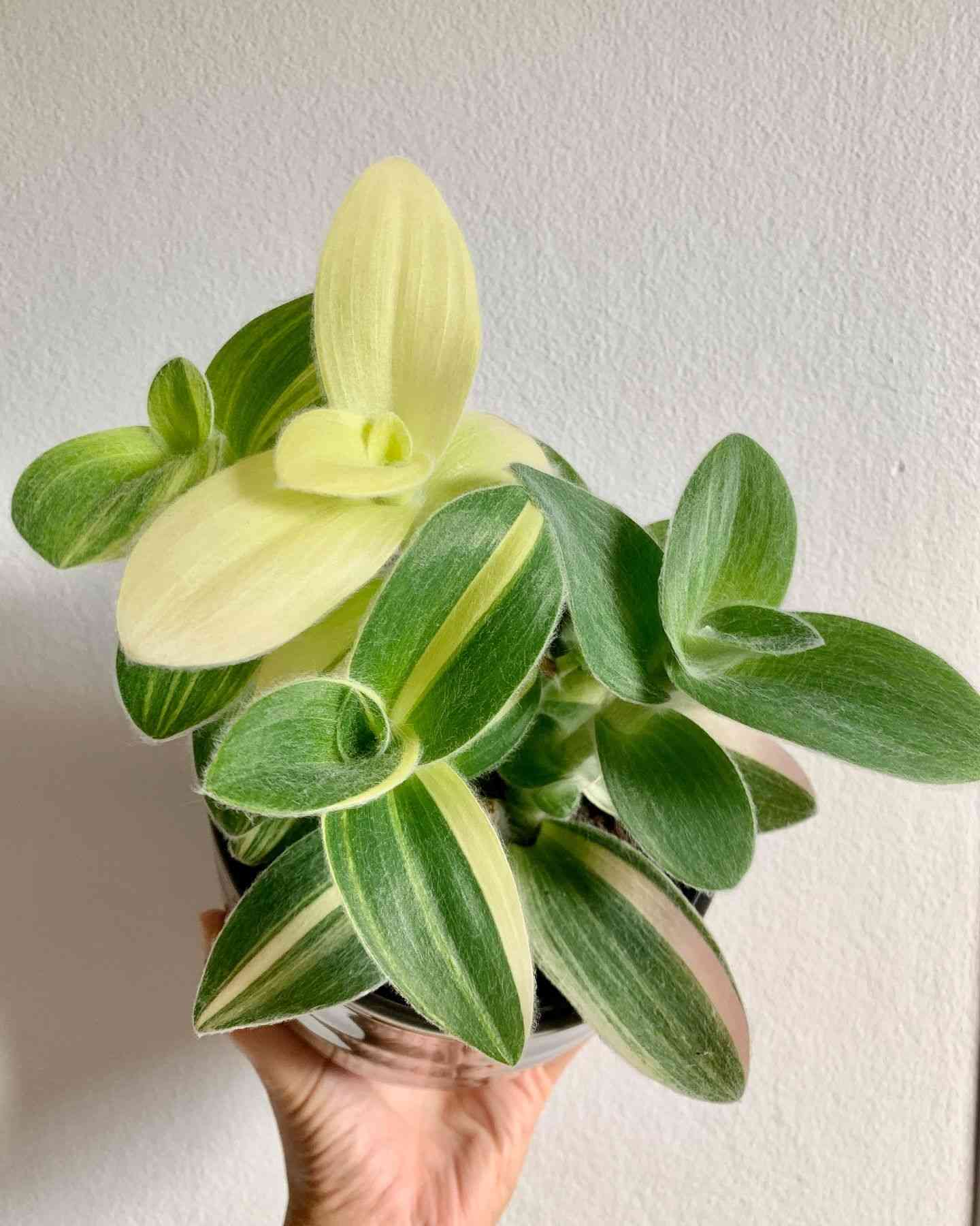White velvet