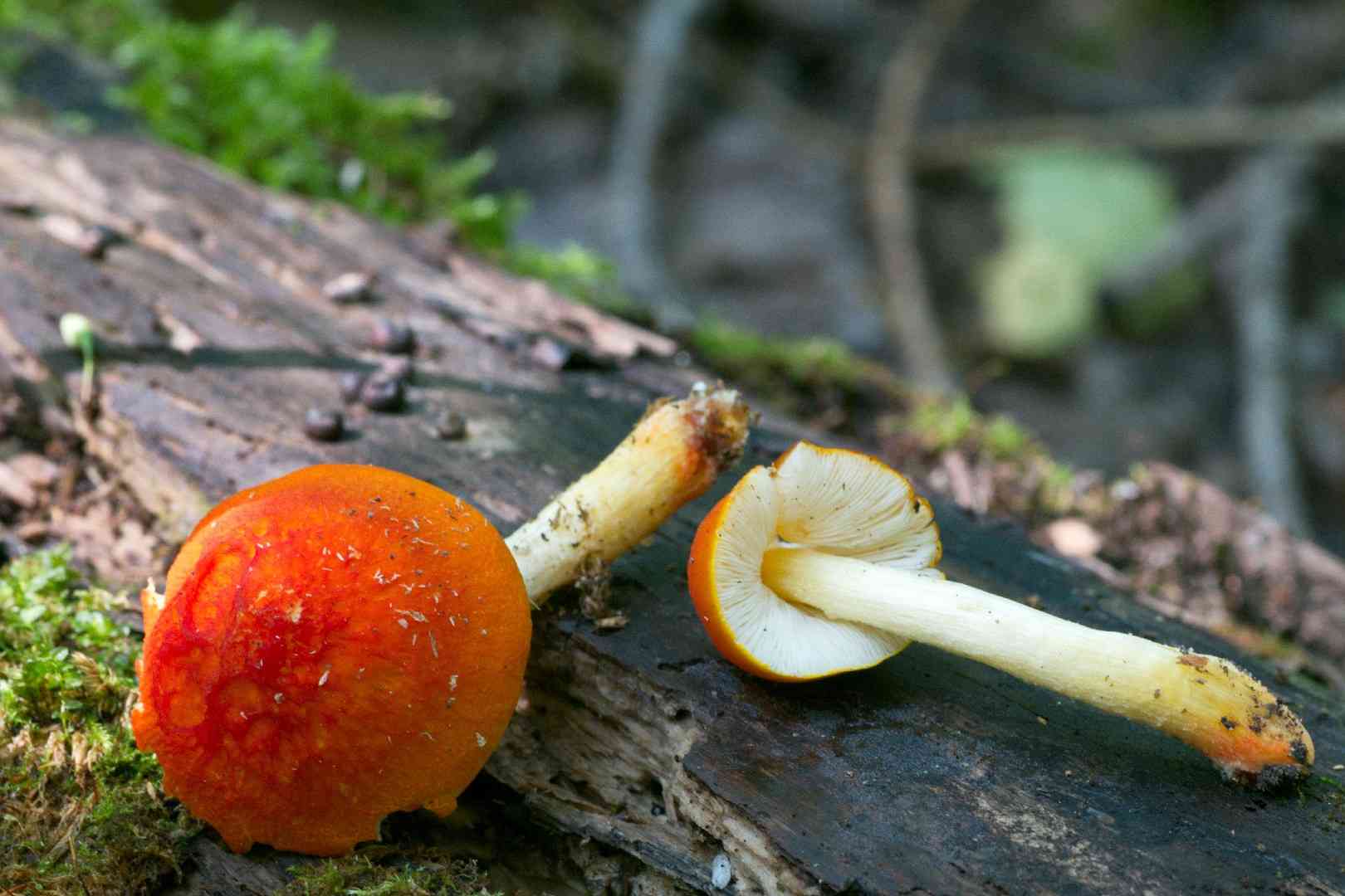Flame shield (Pluteus aurantiorugosus) thumbnail 2