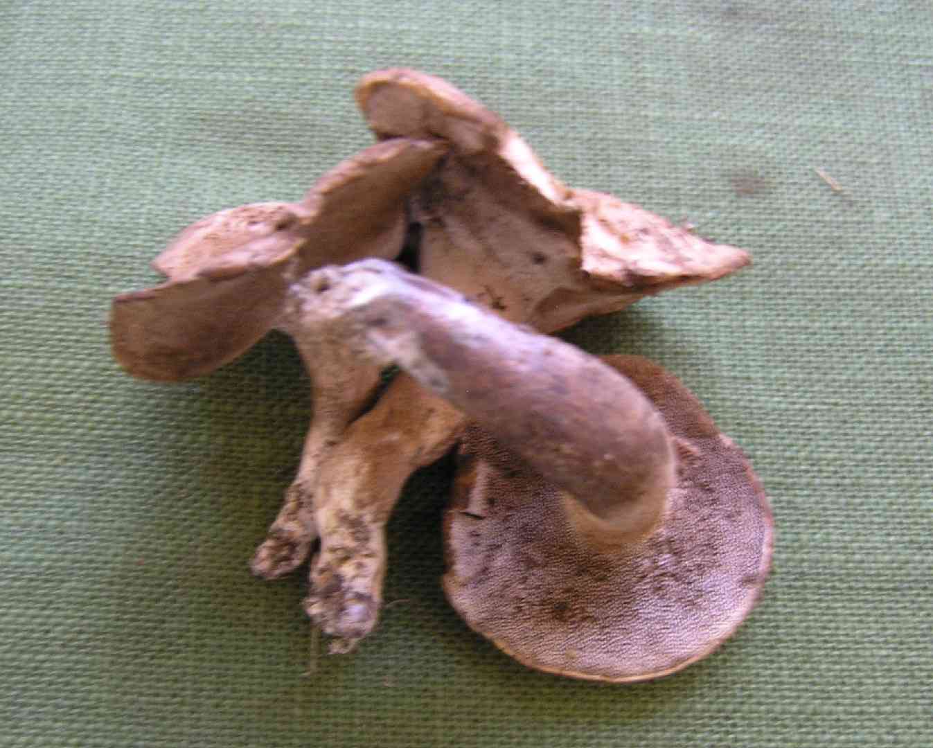 Bitter tooth (Sarcodon scabrosus) thumbnail 3
