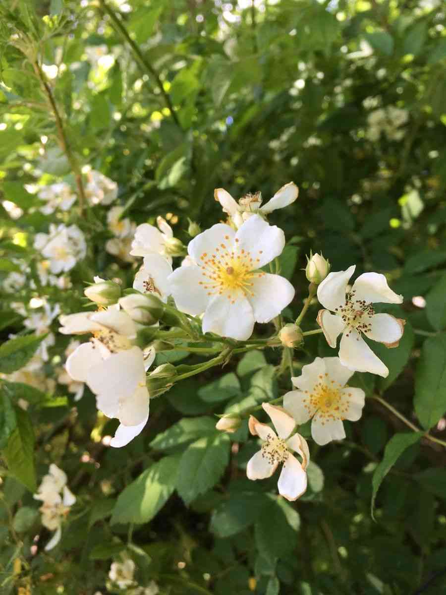 Multiflora rose