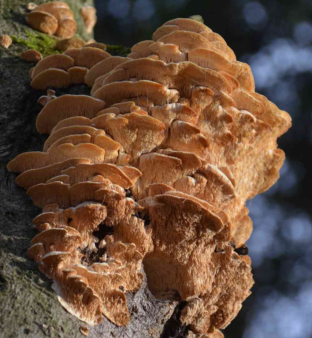 Marshmallow polypore (Sarcodontia pachyodon) thumbnail 2