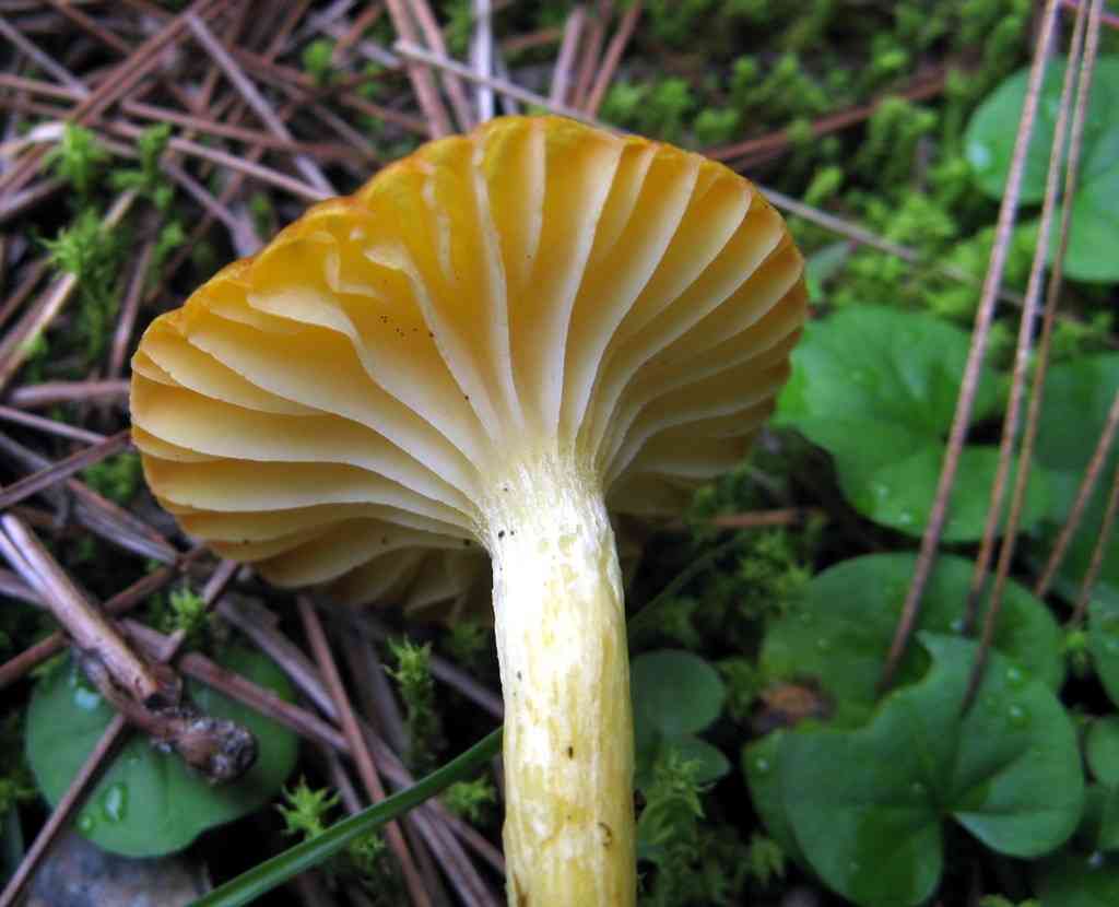 Herald of winter (Hygrophorus hypothejus) thumbnail 2