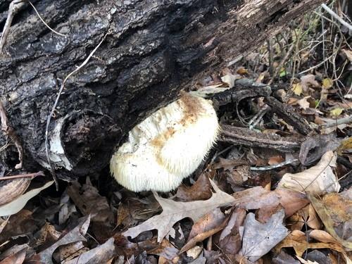 Lion's Mane Mushroom thumbnail 2