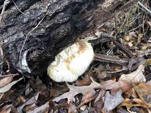 Lion's Mane Mushroom (Hericium erinaceus) thumbnail 2