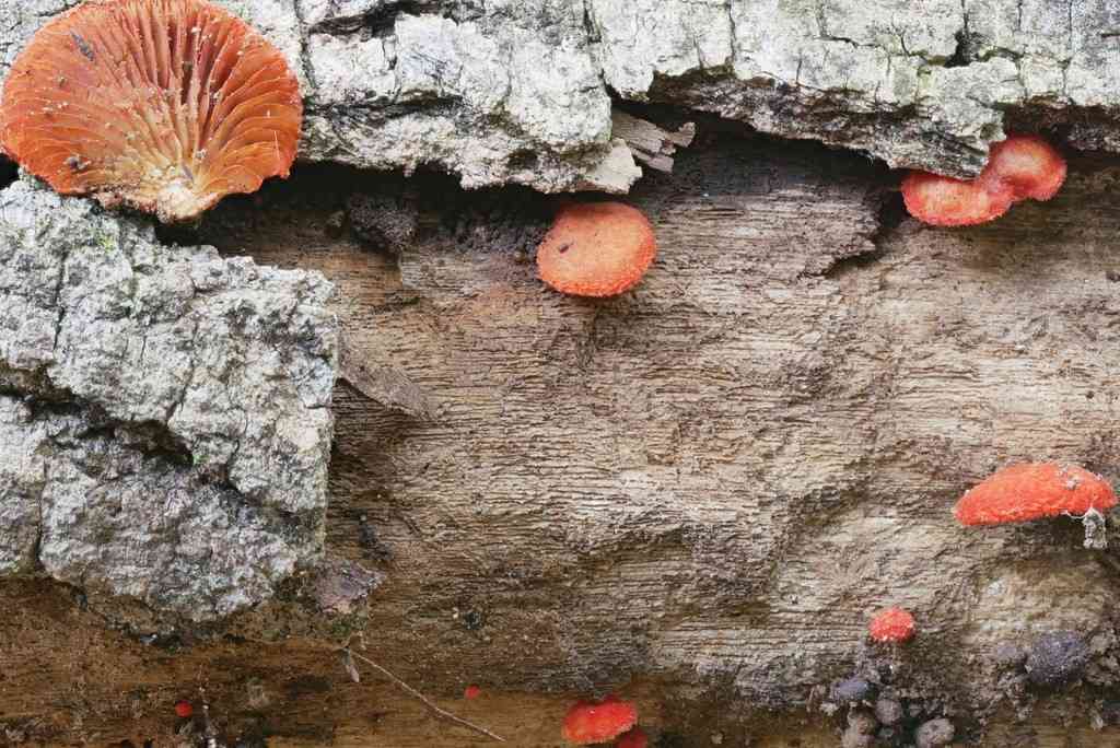Cinnabar oysterling (Crepidotus cinnabarinus) thumbnail 3