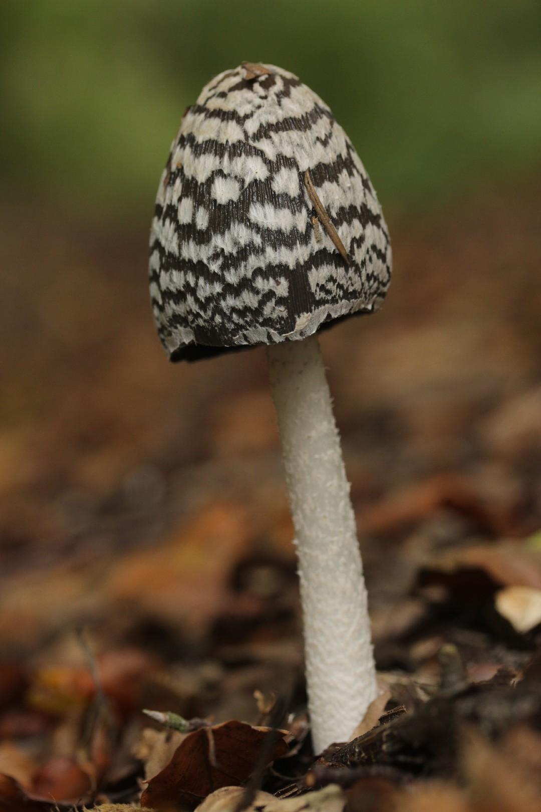 Magpie inkcap thumbnail 2