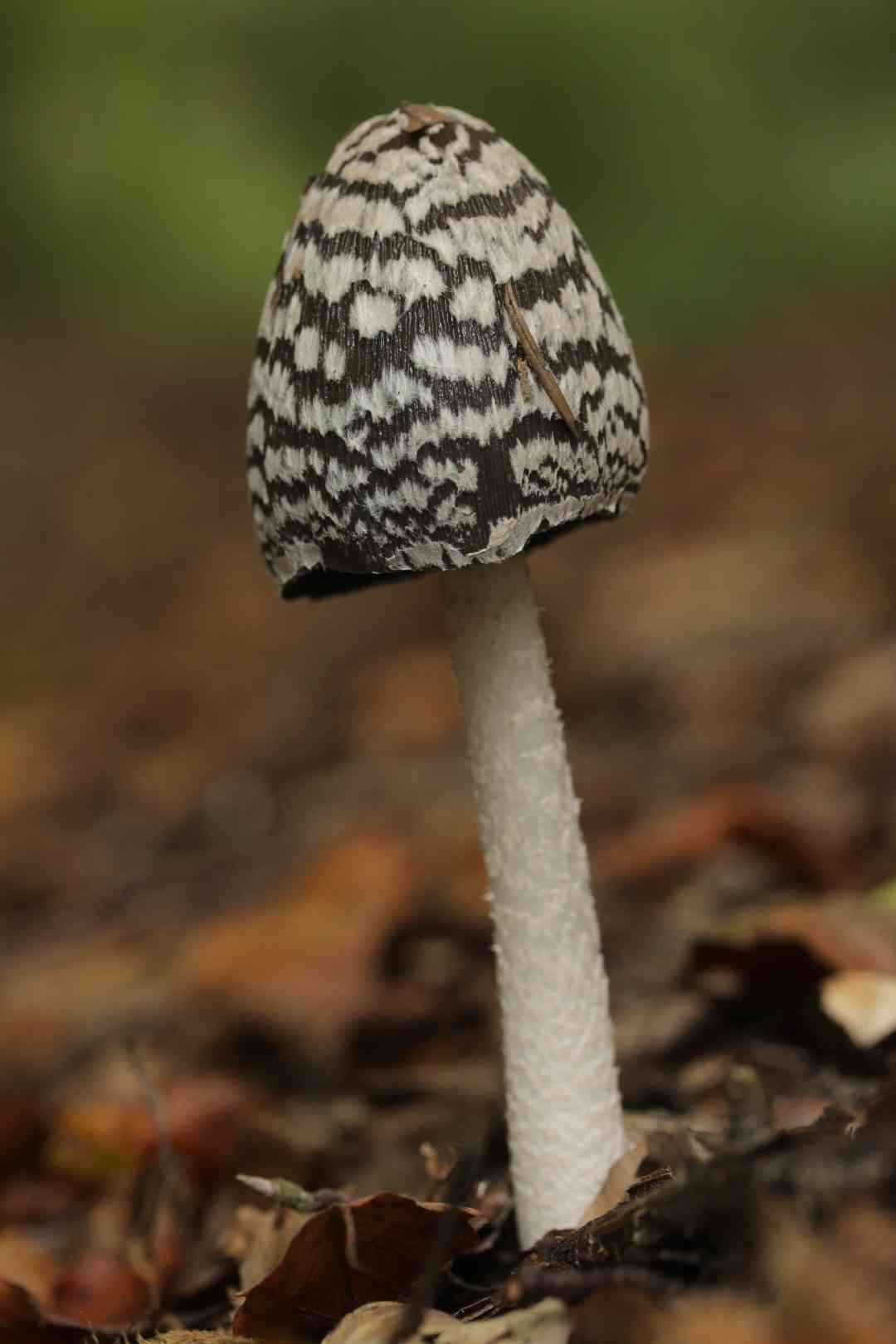 Magpie inkcap (Coprinopsis picacea) thumbnail 2