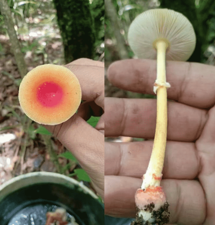 Red volva amanita (Amanita rubrovolvata) thumbnail 2