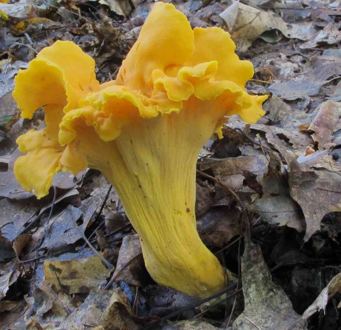 Smooth chanterelle
